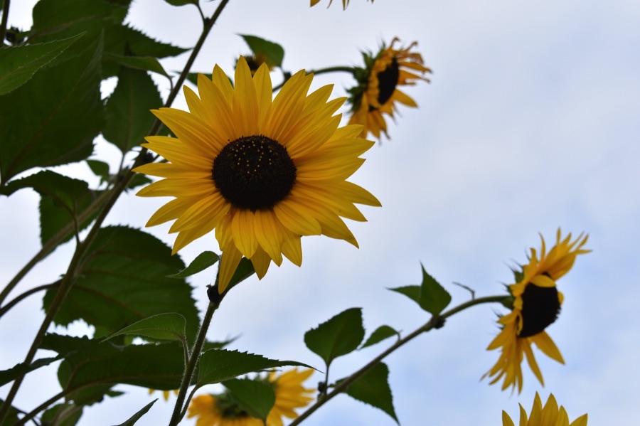 Sunflowers